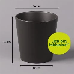 Hibiskus, Rot, In Keramiktopf Dallas Anthrazit, Topf-Ø 13 Cm, 2er-Set -Fashion Garden Store 021010 Dallas anthrazit 14cm mit Abmessungen 111824 1