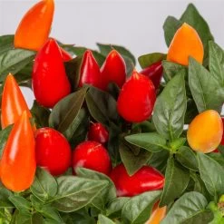 Capsicum 'Acapulco Multicolor', Topf-Ø 10,5, 6er-Set -Fashion Garden Store 0210104747 Capsicum an Acapulco Multicolor T10 5 6er Set WS 2