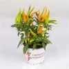 Capsicum 'Hup Hup', Topf-Ø 10,5, 6er-Set -Fashion Garden Store 0210104749 Capsicum anuum Hup Hup T10 5 6er Set WS 2