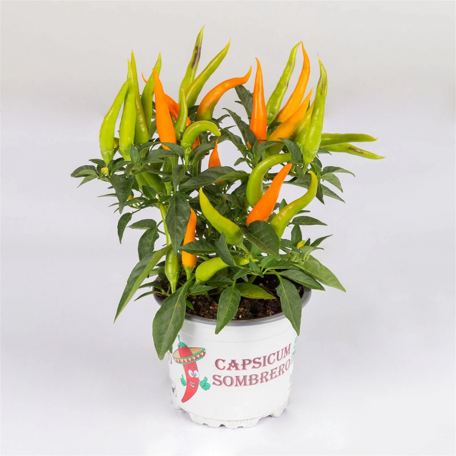 Capsicum 'Hup Hup', Topf-Ø 10,5, 6er-Set 3 Capsicum 'Hup Hup', Topf-Ø 10,5, 6er-Set