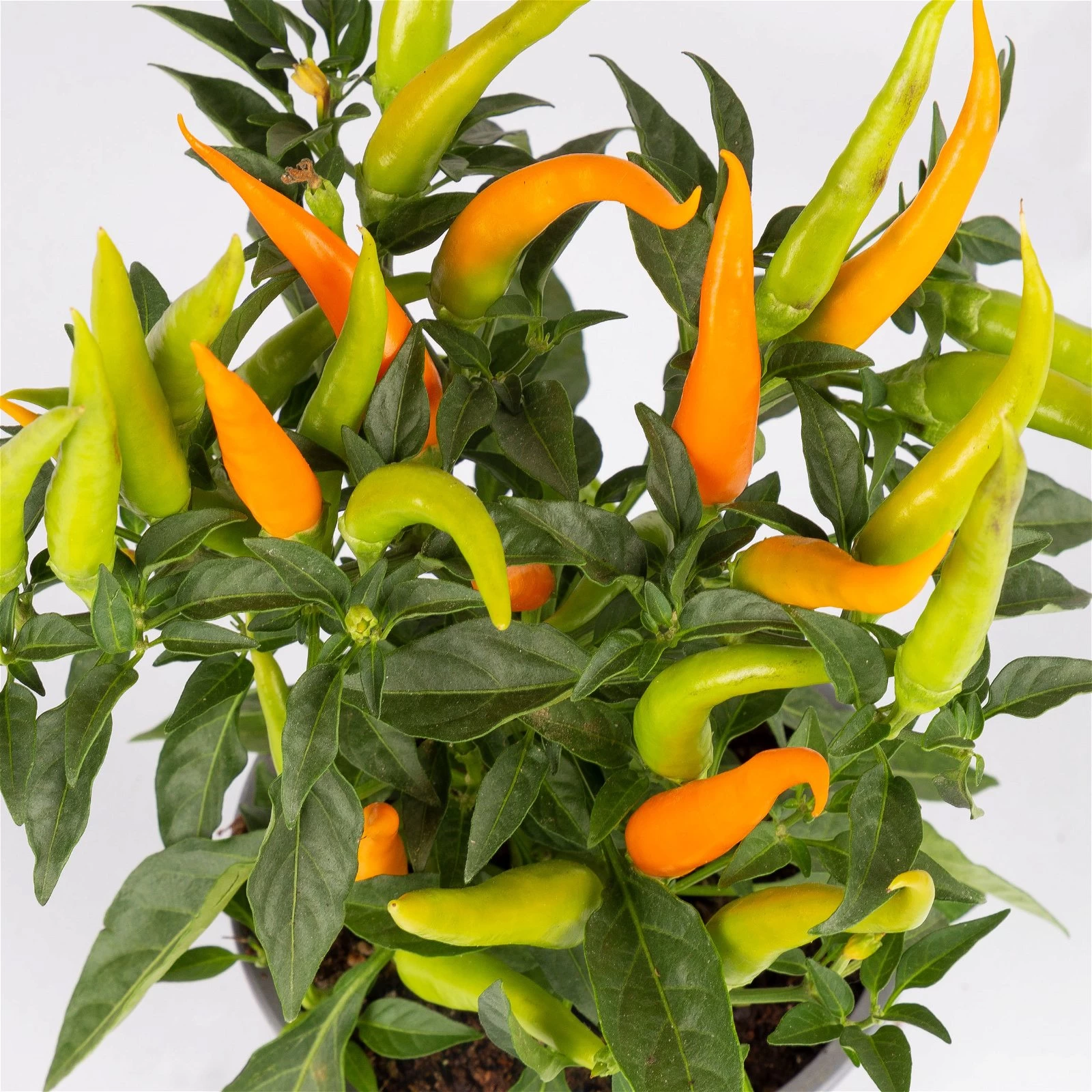 Capsicum 'Hup Hup', Topf-Ø 10,5, 6er-Set 4 Capsicum 'Hup Hup', Topf-Ø 10,5, 6er-Set – Bild 2