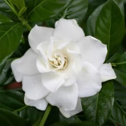 Gardenie, Topf-Ø 13 Cm 13 Gardenie, Topf-Ø 13 Cm -Fashion Garden Store 0210130020 0210130058 0210130059 Gardenia jasminoides