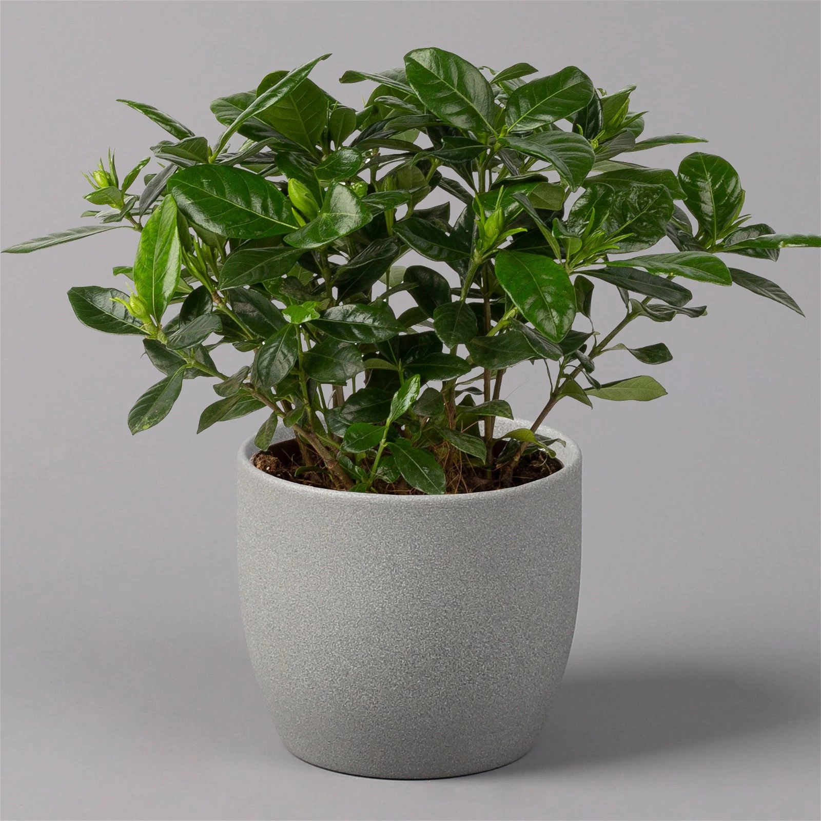 Gardenie, Topf-Ø 13 Cm 3 Gardenie, Topf-Ø 13 Cm