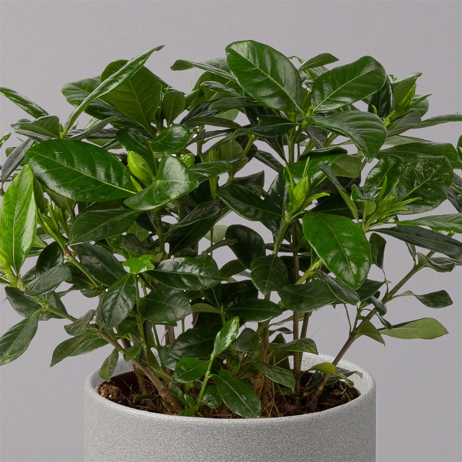 Gardenie, Topf-Ø 13 Cm 4 Gardenie, Topf-Ø 13 Cm – Bild 2