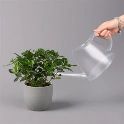 Gardenie, Topf-Ø 13 Cm 11 Gardenie, Topf-Ø 13 Cm -Fashion Garden Store 0210130020 Gardenia jasminoides 3