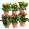 Kalanchoe 'Calandiva'®, Rot&gelb, Topf Topf-Ø 12 Cm, Höhe Ca. 20-30cm, 6er-Set 1 Kalanchoe 'Calandiva'®, Rot&gelb, Topf Topf-Ø 12 Cm, Höhe Ca. 20-30cm, 6er-Set -Fashion Garden Store 0210350371 Kalanchoe rot gelb 6er Set 3xrot 3xgelb