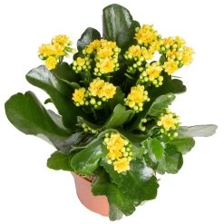 Kalanchoe 'Calandiva'®, Rot&gelb, Topf Topf-Ø 12 Cm, Höhe Ca. 20-30cm, 6er-Set -Fashion Garden Store 0210350384 Kalanchoe gelb 6er Set 6xgelb 2
