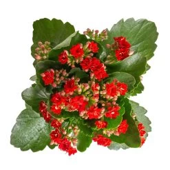 Kalanchoe 'Calandiva'®, Rot&gelb, Topf Topf-Ø 12 Cm, Höhe Ca. 20-30cm, 6er-Set -Fashion Garden Store 0210350387 Kalanchoe rot 6er Set 6xrot 3