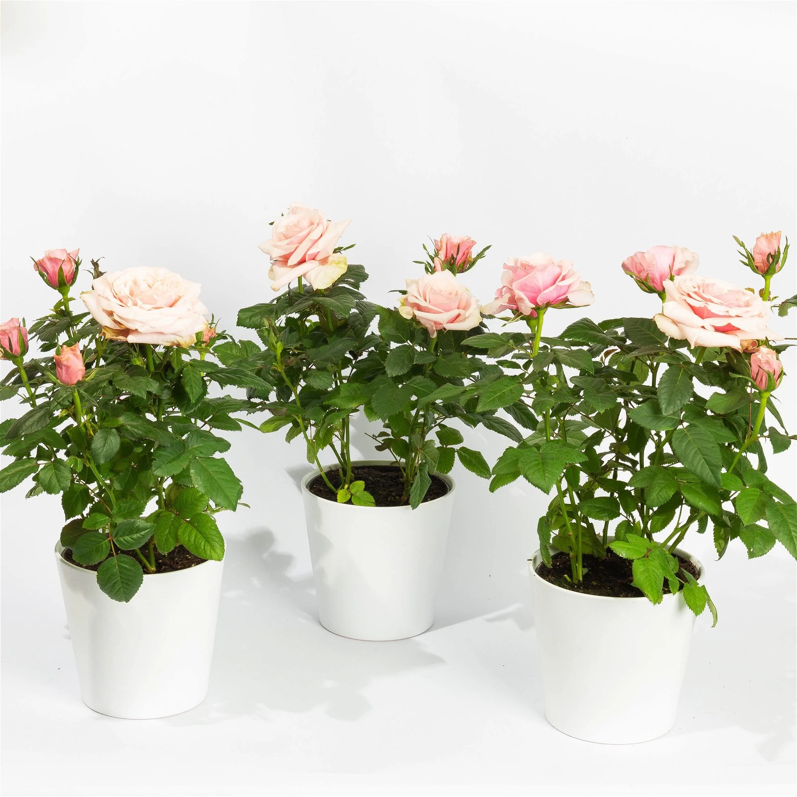 Rose, Rosa, Mit Topf Dallas Weiß, Topf-Ø 13 Cm, 3er-Set 3 Rose, Rosa, Mit Topf Dallas Weiß, Topf-Ø 13 Cm, 3er-Set