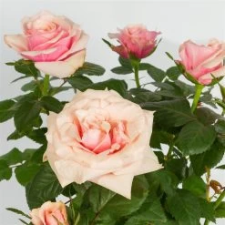 Rose, Rosa, Mit Topf Dallas Weiß, Topf-Ø 13 Cm, 3er-Set 10 Rose, Rosa, Mit Topf Dallas Weiß, Topf-Ø 13 Cm, 3er-Set -Fashion Garden Store 0210550248 Rose rosa T13 inkl Keramik 3er Set 2