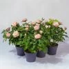 Rose Patio, Rosa, Topf-Ø 13 Cm, 6er-Set 2 Rose Patio, Rosa, Topf-Ø 13 Cm, 6er-Set -Fashion Garden Store 0210550254 Rose Patio T13 6er Set rosa WS 1