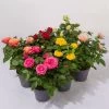 Rose Patio, Zufällige Farben, Topf-Ø 13 Cm, 6er-Set -Fashion Garden Store 0210550255 Rose Patio T13 6er Set bunt gemischt WS 1