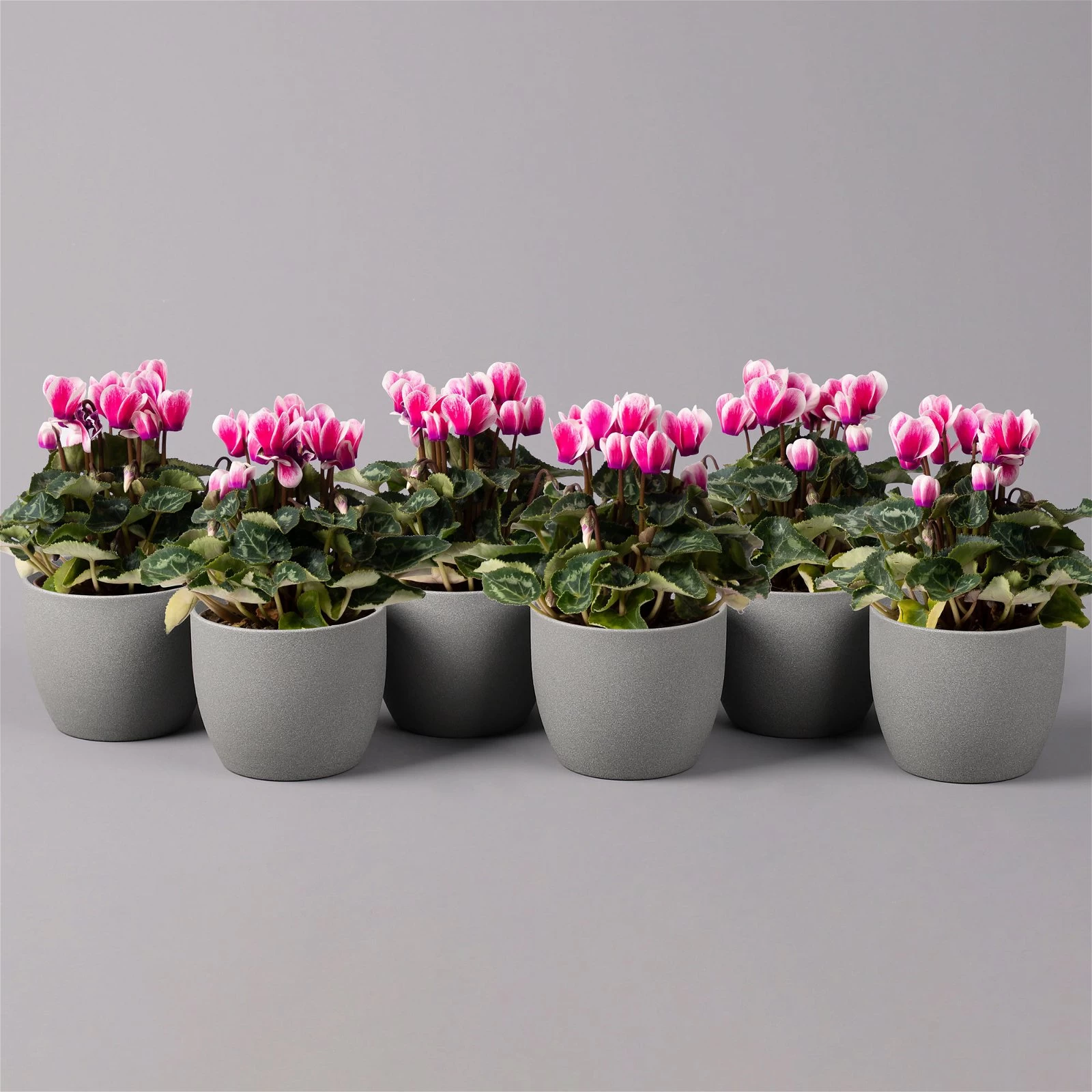 Alpenveilchen 'Picola Shine', Weiß-violett, Topf-Ø 10,5cm, Höhe Ca 23cm, 6er-Set 3 Alpenveilchen 'Picola Shine', Weiß-violett, Topf-Ø 10,5cm, Höhe Ca 23cm, 6er-Set