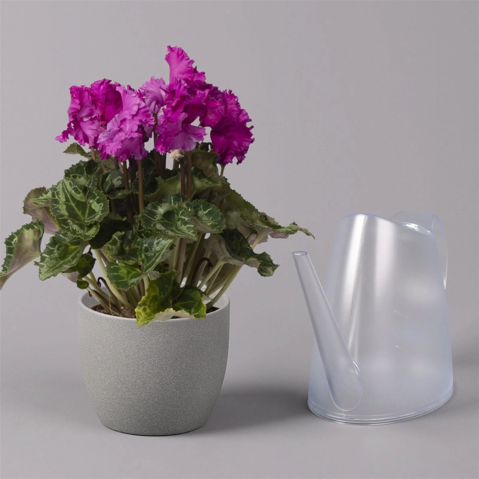 Alpenveilchen, Lila, Gefranst, Topf-Ø 10,5 Cm, Höhe Ca. 23 Cm, 6er-Set 7 Alpenveilchen, Lila, Gefranst, Topf-Ø 10,5 Cm, Höhe Ca. 23 Cm, 6er-Set – Bild 5