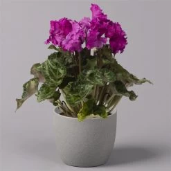 Alpenveilchen, Lila, Gefranst, Topf-Ø 10,5 Cm, Höhe Ca. 23 Cm, 6er-Set 11 Alpenveilchen, Lila, Gefranst, Topf-Ø 10,5 Cm, Höhe Ca. 23 Cm, 6er-Set -Fashion Garden Store 0210600495 Cyclamen Merengue lila 10cm 3er Set 3 115543
