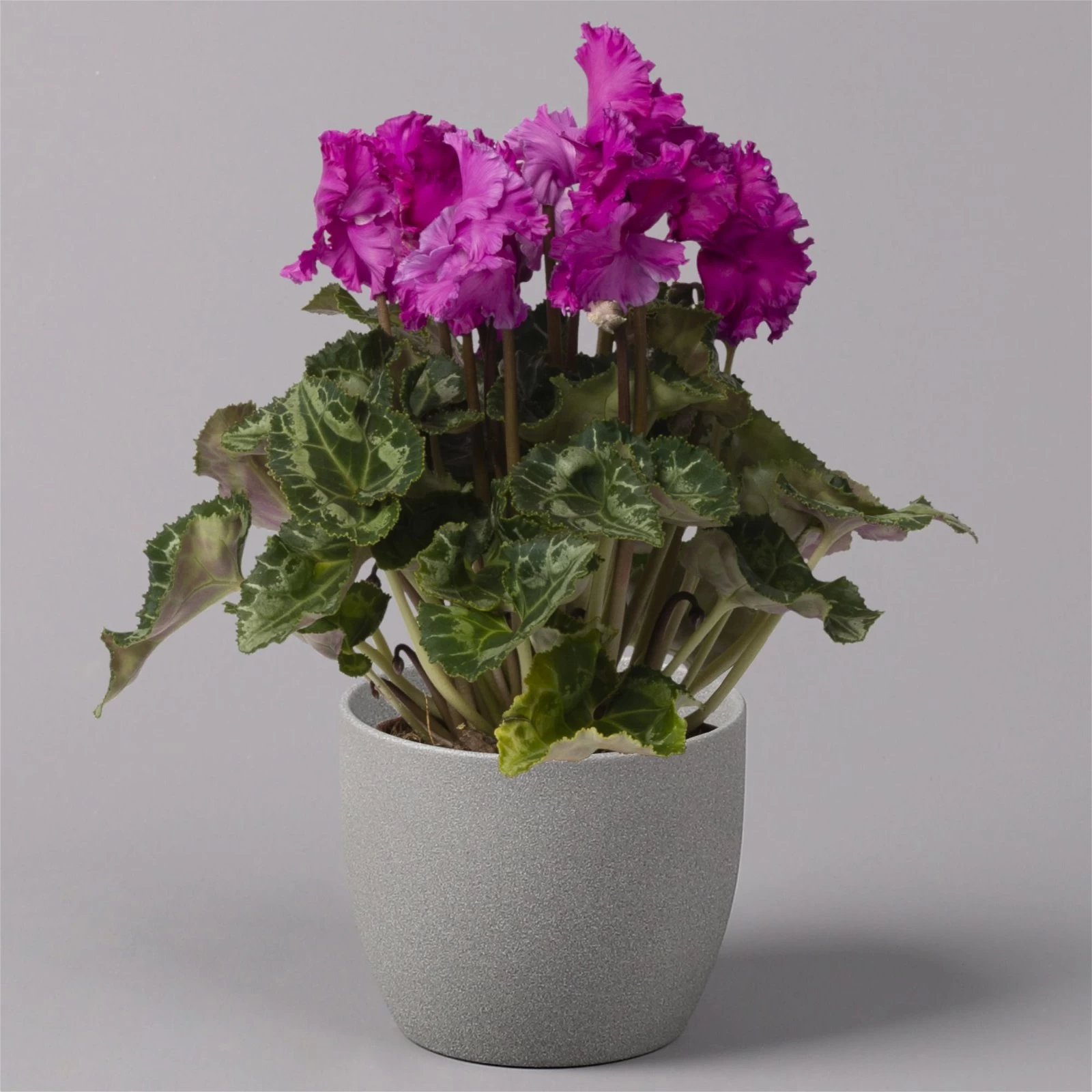 Alpenveilchen, Lila, Gefranst, Topf-Ø 10,5 Cm, Höhe Ca. 23 Cm, 6er-Set 5 Alpenveilchen, Lila, Gefranst, Topf-Ø 10,5 Cm, Höhe Ca. 23 Cm, 6er-Set – Bild 3