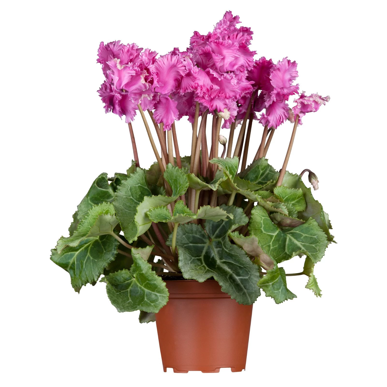 Alpenveilchen, Lila, Gefranst, Topf-Ø 10,5 Cm, Höhe Ca. 23 Cm, 6er-Set 4 Alpenveilchen, Lila, Gefranst, Topf-Ø 10,5 Cm, Höhe Ca. 23 Cm, 6er-Set – Bild 2