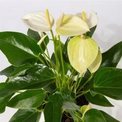 Flamingoblumen Mix Inkl. Übertopf Dallas Weiß, Topf-Ø 12 Cm, 2er-Set -Fashion Garden Store 0210650522 Anthurium weiss pink 3er Set 2