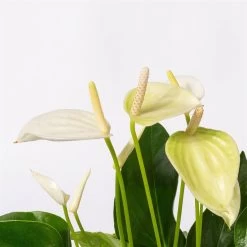 Flamingoblumen Mix Inkl. Übertopf Dallas Weiß, 2er-Set, Topf-Ø 12 Cm, Höhe 30 Cm 21 Flamingoblumen Mix Inkl. Übertopf Dallas Weiß, 2er-Set, Topf-Ø 12 Cm, Höhe 30 Cm -Fashion Garden Store 0210650522 Anthurium weiss pink 3er Set 4