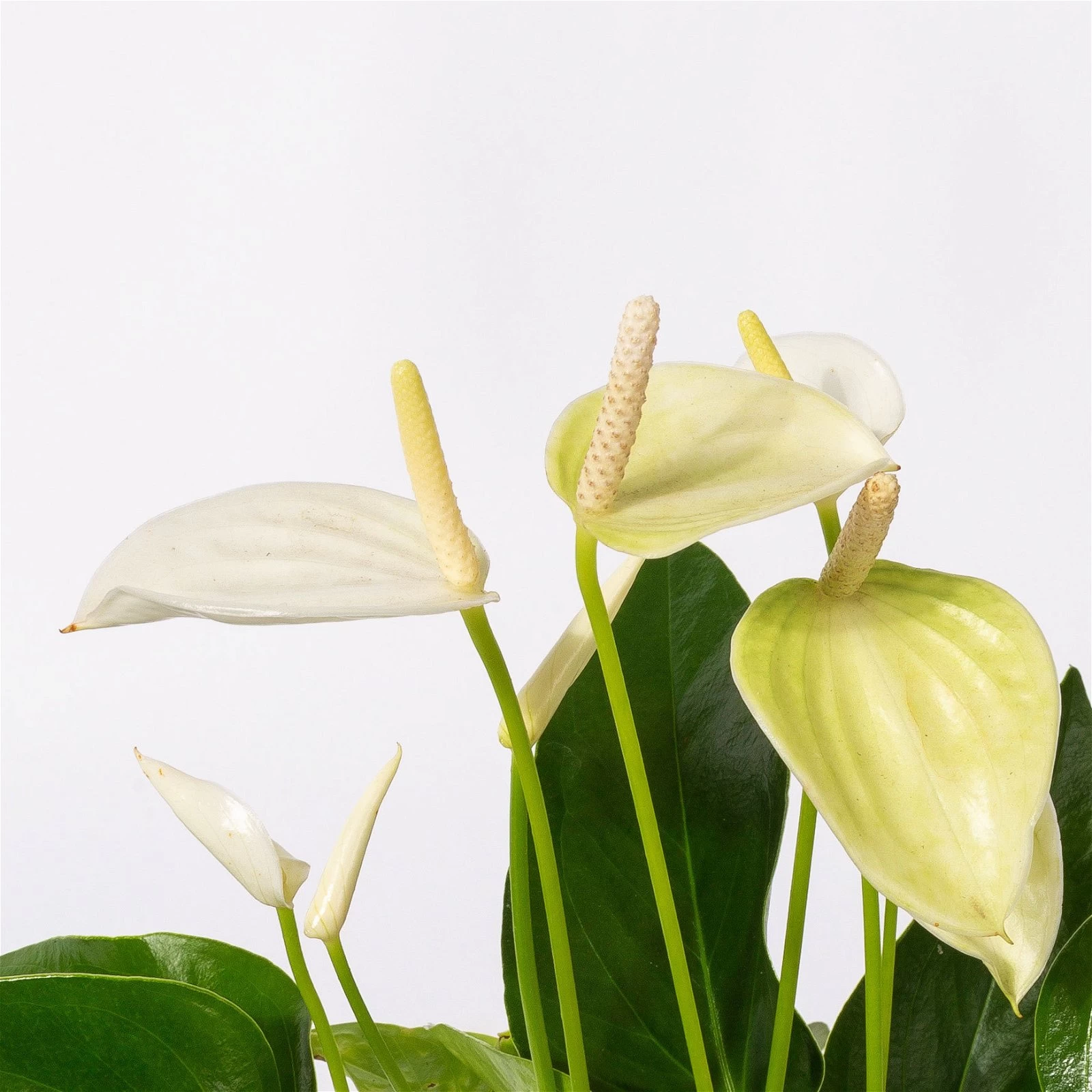 Flamingoblumen Mix Inkl. Übertopf Dallas Weiß, 2er-Set, Topf-Ø 12 Cm, Höhe 30 Cm 8 Flamingoblumen Mix Inkl. Übertopf Dallas Weiß, 2er-Set, Topf-Ø 12 Cm, Höhe 30 Cm – Bild 6