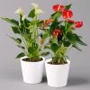 Flamingoblumen Mix Inkl. Übertopf Dallas Weiß, 2er-Set, Topf-Ø 12 Cm, Höhe 30 Cm -Fashion Garden Store 0210650539 Anthurium rot weiss inkl Dallas weiss 2er Set 114766