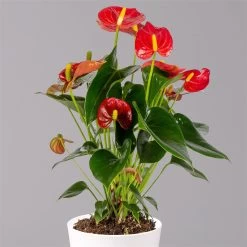 Flamingoblumen Mix Inkl. Übertopf Dallas Weiß, 2er-Set, Topf-Ø 12 Cm, Höhe 30 Cm 23 Flamingoblumen Mix Inkl. Übertopf Dallas Weiß, 2er-Set, Topf-Ø 12 Cm, Höhe 30 Cm -Fashion Garden Store 0210650541 Anthurium rot inkl Dallas weiss 2 114752