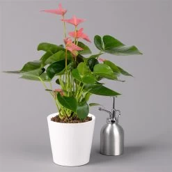 Flamingoblume Pink, Inkl. Übertopf Dallas Weiß, Topf-Ø 12 Cm, Höhe Ca. 30 Cm -Fashion Garden Store 0210650543 Anthurium pink inkl Dallas weiss 3 114759