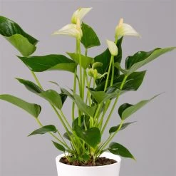 Flamingoblumen Mix Inkl. Übertopf Dallas Weiß, Topf-Ø 12 Cm, 2er-Set -Fashion Garden Store 0210650545 Anthurium weiss inkl Dallas weiss 2 114762