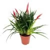 Vriesea Multiflower 'Astrid', Rot, Topf-Ø 12 Cm, Höhe Ca. 35 Cm -Fashion Garden Store 0210750324 Vriesea multiflower Astrid Rot