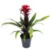 Guzmania 'Francesca', Lila-weiß, Topf-Ø 12 Cm , Höhe Ca. 40 Cm 2 Guzmania 'Francesca', Lila-weiß, Topf-Ø 12 Cm , Höhe Ca. 40 Cm -Fashion Garden Store 0210750623 Guzmania Francesca