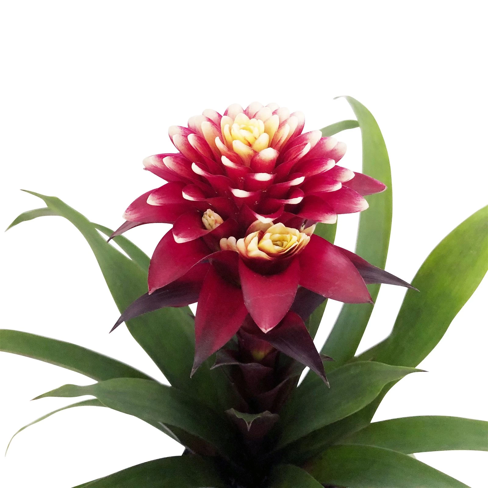 Guzmania 'Francesca', Lila-weiß, Topf-Ø 12 Cm, Mit Korb Maki, Höhe Ca. 40 Cm 4 Guzmania 'Francesca', Lila-weiß, Topf-Ø 12 Cm, Mit Korb Maki, Höhe Ca. 40 Cm – Bild 2