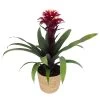 Guzmania 'Francesca', Lila-weiß, Topf-Ø 12 Cm, Mit Korb Maki, Höhe Ca. 40 Cm -Fashion Garden Store 0210750705 Guzmania Francesca im Dekokorb 1