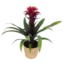 Guzmania 'Francesca', Lila-weiß, Topf-Ø 12 Cm, Mit Korb Maki, Höhe Ca. 40 Cm