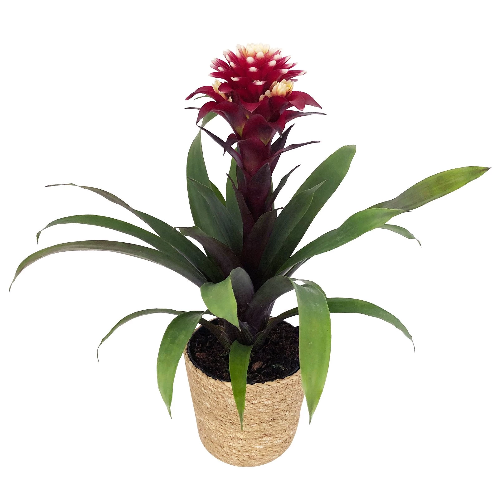 Guzmania 'Francesca', Lila-weiß, Topf-Ø 12 Cm, Mit Korb Maki, Höhe Ca. 40 Cm 3 Guzmania 'Francesca', Lila-weiß, Topf-Ø 12 Cm, Mit Korb Maki, Höhe Ca. 40 Cm
