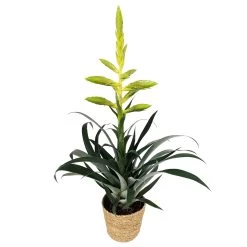 Tillandsia Oerstediana, Topf-Ø 12 Cm, Mit Korb Maki, Höhe Ca. 50 Cm -Fashion Garden Store 0210750713 Tillandsia oerstediana im Dekokorb 1