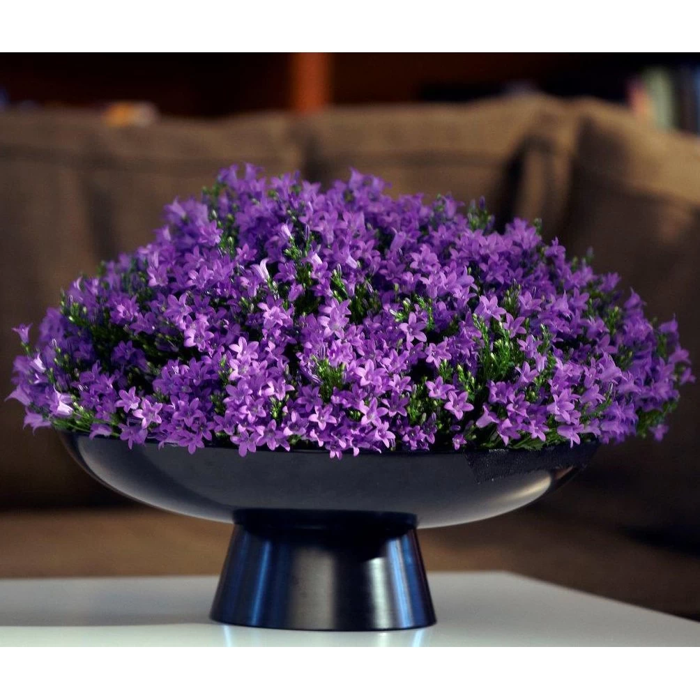 Glockenblume 'Get Mee'®, Blau, Topf-Ø 10,5 Cm, Höhe Ca. 15 Cm, 6er-Set 4 Glockenblume 'Get Mee'®, Blau, Topf-Ø 10,5 Cm, Höhe Ca. 15 Cm, 6er-Set – Bild 2