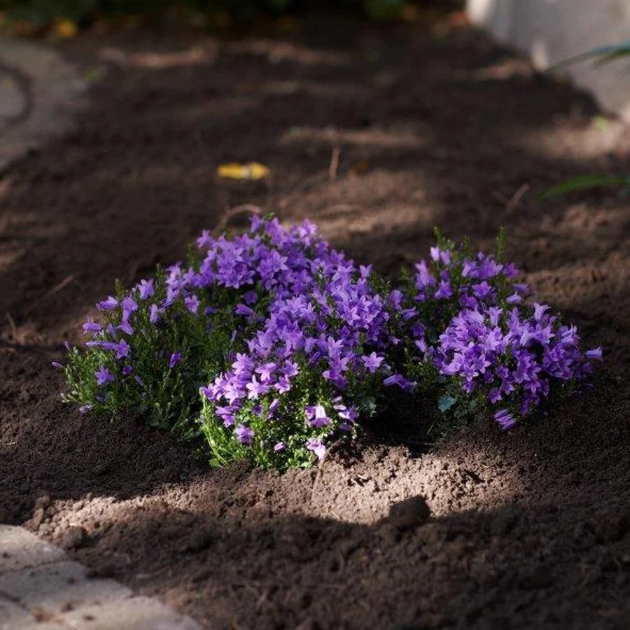 Glockenblume 'Get Mee'®, Blau, Topf-Ø 10,5 Cm, Höhe Ca. 15 Cm, 6er-Set 5 Glockenblume 'Get Mee'®, Blau, Topf-Ø 10,5 Cm, Höhe Ca. 15 Cm, 6er-Set – Bild 3