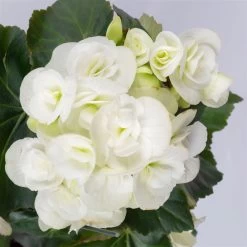 Elatior-Begonie, Topf-Ø 14 Cm, Weiß, Höhe Ca. 20-27 Cm, 4er-Set -Fashion Garden Store 0210900295 Begonia Elatior T14 weiss 4er Set 42