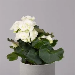 Elatior-Begonie, Topf-Ø 14 Cm, Weiß, Höhe Ca. 20-27 Cm, 4er-Set -Fashion Garden Store 0210900295 Begonia Elatior weiss 32