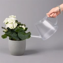 Elatior-Begonie, Topf-Ø 14 Cm, Weiß, Höhe Ca. 20-27 Cm, 4er-Set -Fashion Garden Store 0210900295 Begonia Elatior weiss 42