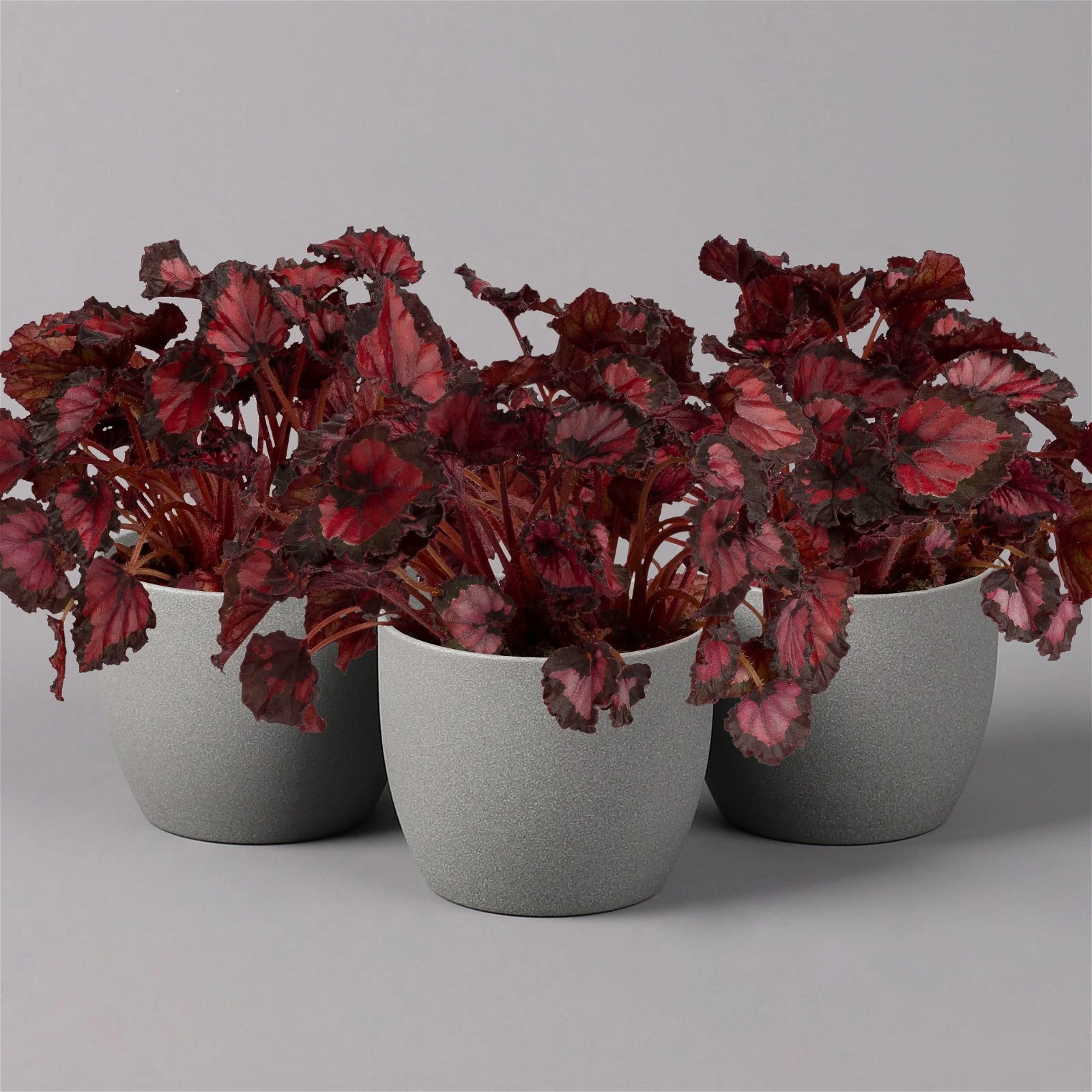 Blattbegonie 'Inca Night', Topf-Ø 12 Cm, Höhe Ca. 25 Cm, 3er-Set 3 Blattbegonie 'Inca Night', Topf-Ø 12 Cm, Höhe Ca. 25 Cm, 3er-Set