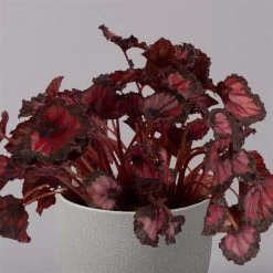 Blattbegonie 'Inca Night', Topf-Ø 12 Cm, Höhe Ca. 25 Cm, 3er-Set 10 Blattbegonie 'Inca Night', Topf-Ø 12 Cm, Höhe Ca. 25 Cm, 3er-Set -Fashion Garden Store 0210900312 Blattbegonie Inca Night 3er Set 3