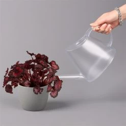 Blattbegonie 'Inca Night', Topf-Ø 12 Cm, Höhe Ca. 25 Cm, 3er-Set 11 Blattbegonie 'Inca Night', Topf-Ø 12 Cm, Höhe Ca. 25 Cm, 3er-Set -Fashion Garden Store 0210900312 Blattbegonie Inca Night 3er Set 4