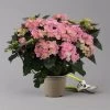 Hortensie 'Double Dutch', Rosa, Topf-Ø 14 Cm, Höhe Ca. 40 Cm 2 Hortensie 'Double Dutch', Rosa, Topf-Ø 14 Cm, Höhe Ca. 40 Cm -Fashion Garden Store 0211200155 Hydrangea Double Dutch rosa t 124861