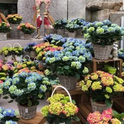 Hortensie, Busch, Weiß, Topf-Ø 23 Cm, Höhe Ca. 50 Cm -Fashion Garden Store 021130 hydrangea