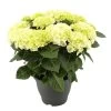Hortensie, Busch, Weiß, Topf-Ø 23 Cm, Höhe Ca. 50 Cm -Fashion Garden Store 0211300091 Hydrangea macr Ballen weiss KB 1
