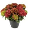 Hortensie 'Leuchtfeuer', Busch, Rot, Topf-Ø 23 Cm, Höhe Ca. 50 Cm -Fashion Garden Store 0211300122 Hydrangea macr Ballen rot KB Leuchtfeuer 1