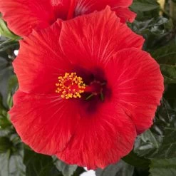 Hibiskus, Rot, In Keramiktopf Dallas Anthrazit, Topf-Ø 13 Cm, 2er-Set -Fashion Garden Store 0213100214 0213100215 0213100216 0213100229 0213100230 Hibiscus rot 1