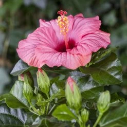 Hibiskus, Rosa, Mit Keramiktopf Dallas Weiß, Topf-Ø 13 Cm, Höhe Ca. 35 Cm -Fashion Garden Store 0213100217 0213100218 0213100219 0213100231 0213100232 Hibiscus rosa 1
