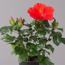 Hibiskus, Rot, In Keramiktopf Dallas Anthrazit, Topf-Ø 13 Cm, 2er-Set -Fashion Garden Store 0213100230 Hibiscus rot Topf Dallas anthrazit 2